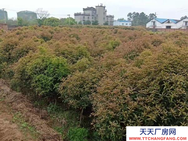 (出租) 南昌县向塘开发区独门独院加工 仓库 办公住宿出租