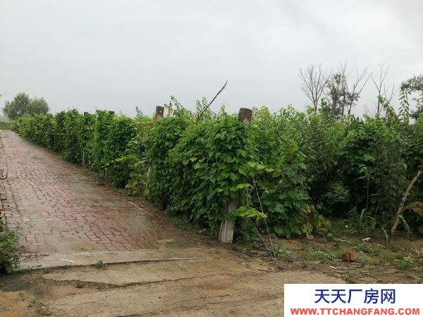 铁峰有住房3间，仓房一百五平，前后院子近2千平，果树一百来棵